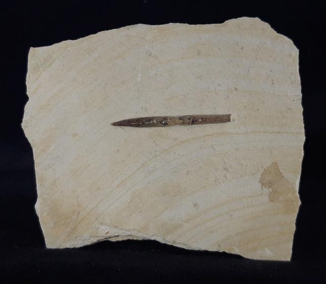 Hibolithes semisulcatus (M�NSTER 1830) - Bild &copy; FossNet FossilienStore